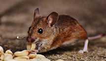 24 Hour & Emergency Exterminators in North Dinwiddie, VA